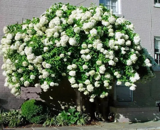 Pee Gee Hydrangea