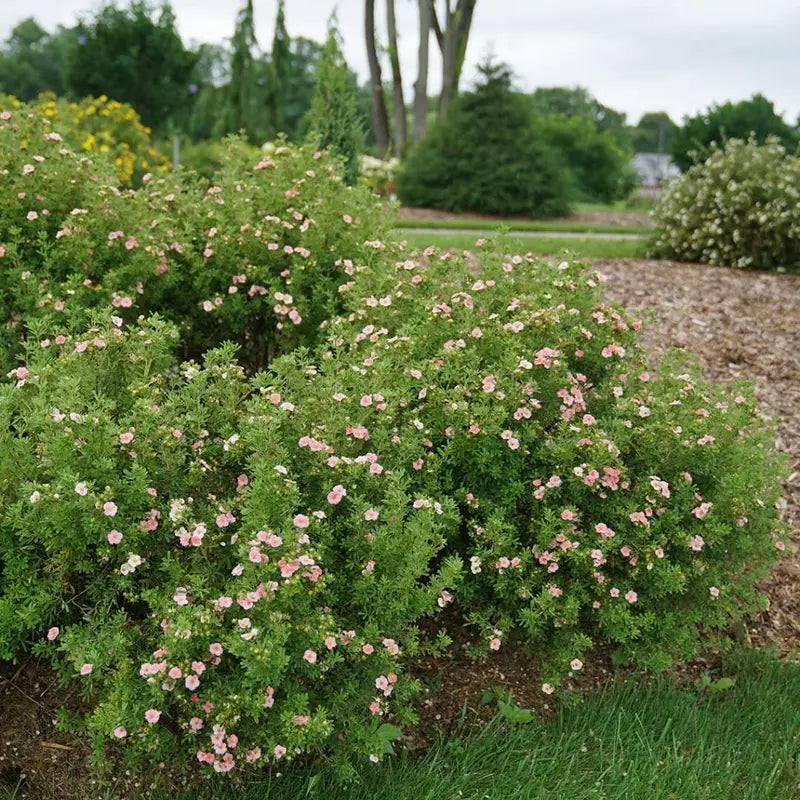 Pink Potentilla Shrub