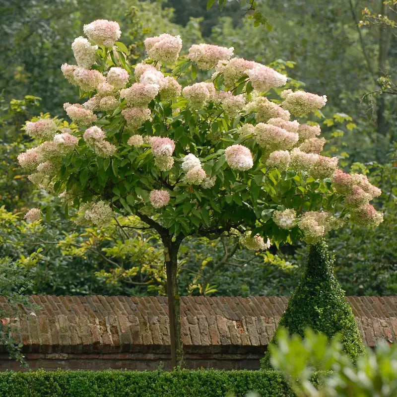 Pee Gee Hydrangea