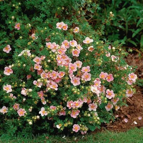 Pink Potentilla Shrub