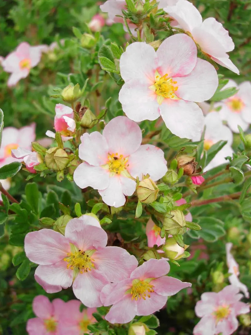 Pink Potentilla Shrub